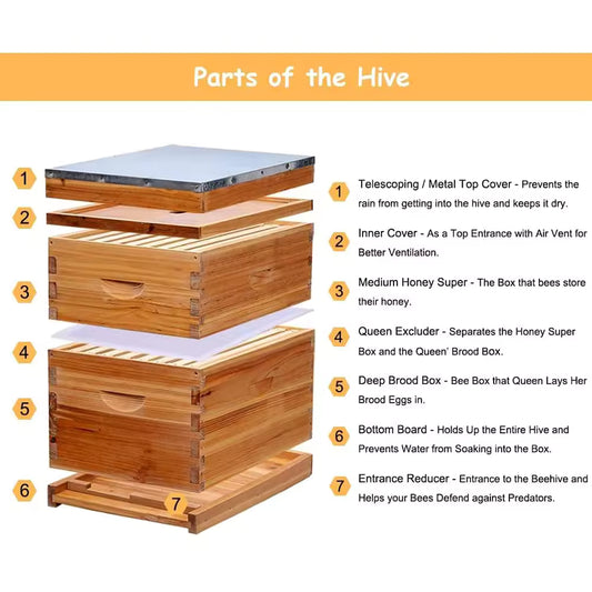 2-Box WAXED Fir Wood Beehive Kit — 1 Deep + 1 Medium, 20 Frames Included